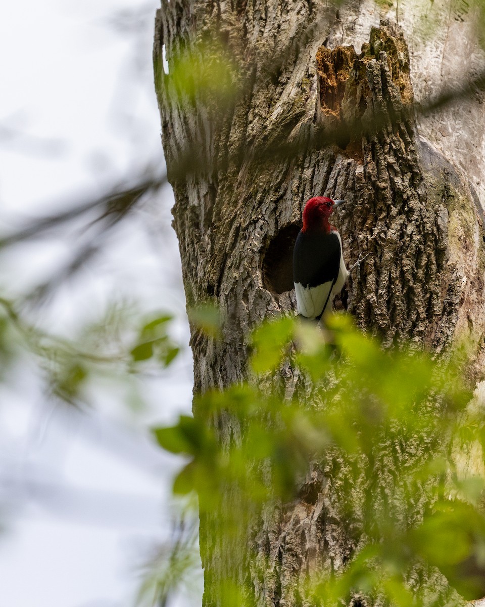 Red-headed Woodpecker - Jamie Wert