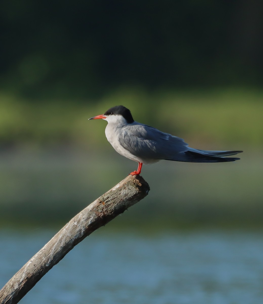 Common Tern - Jan Hora