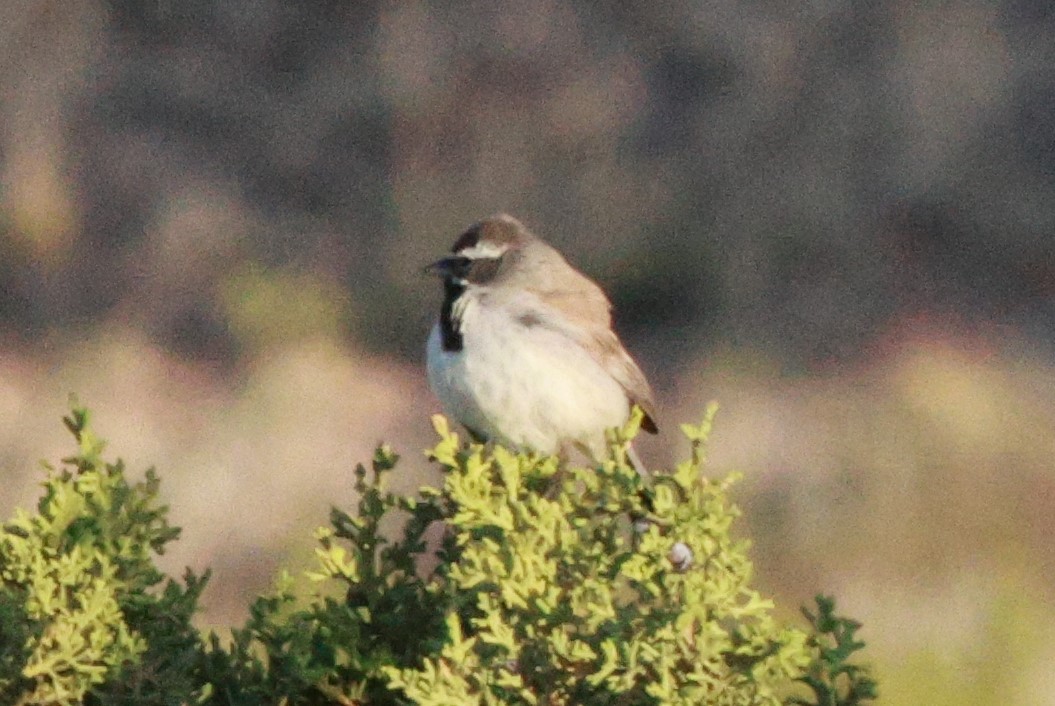 Black-throated Sparrow - ML618142431