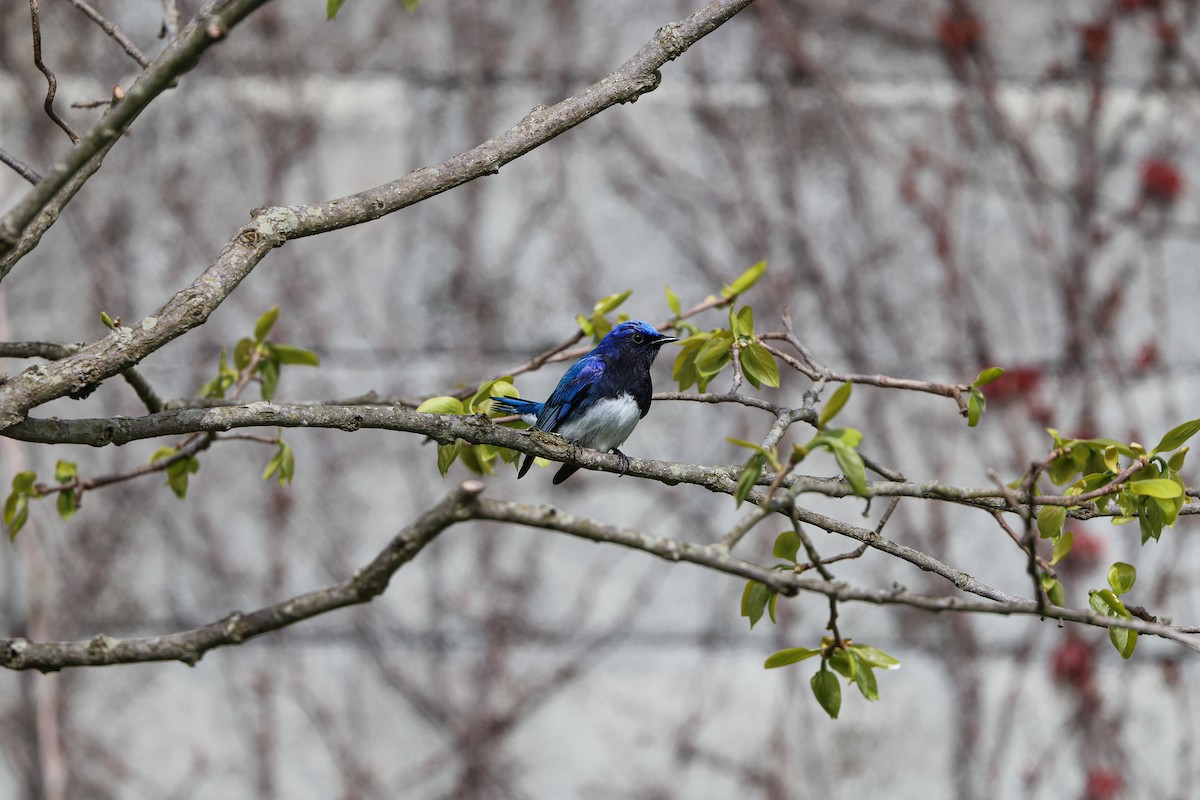 Blue-and-white Flycatcher - ML618142432