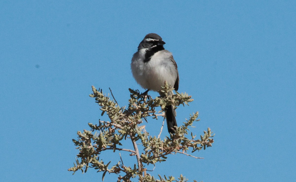 Black-throated Sparrow - Lisa Manzi