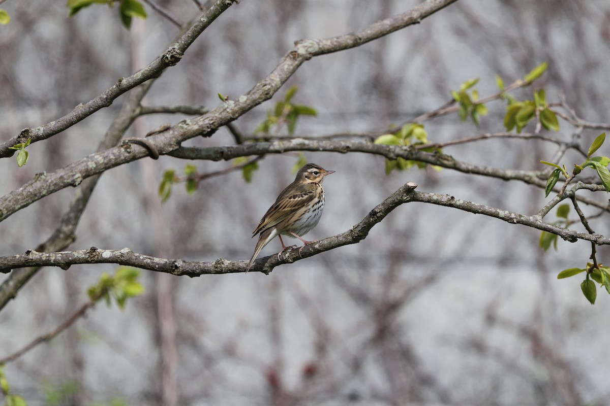 Olive-backed Pipit - Shin Mun Cheol