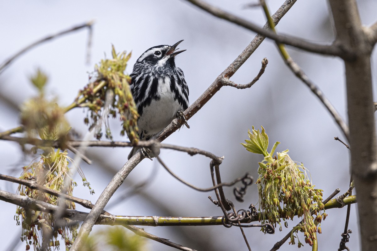 Black-and-white Warbler - ML618142462