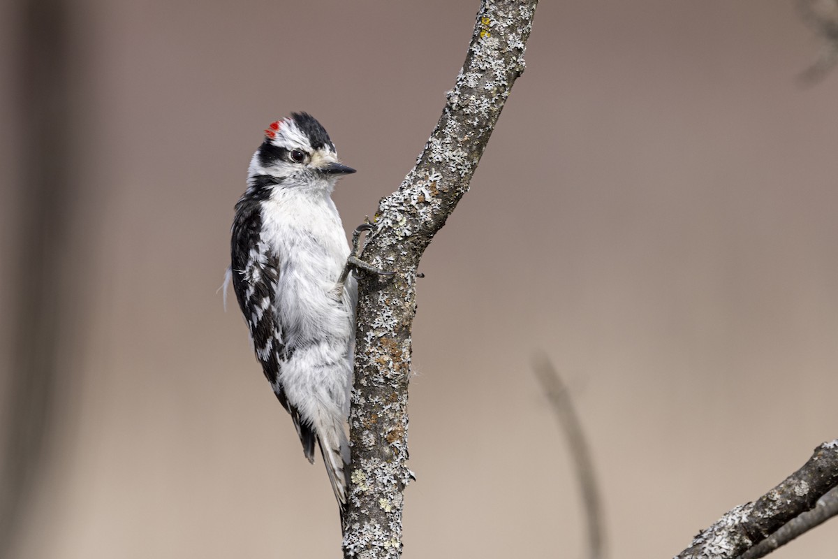 Downy Woodpecker (Eastern) - ML618142495