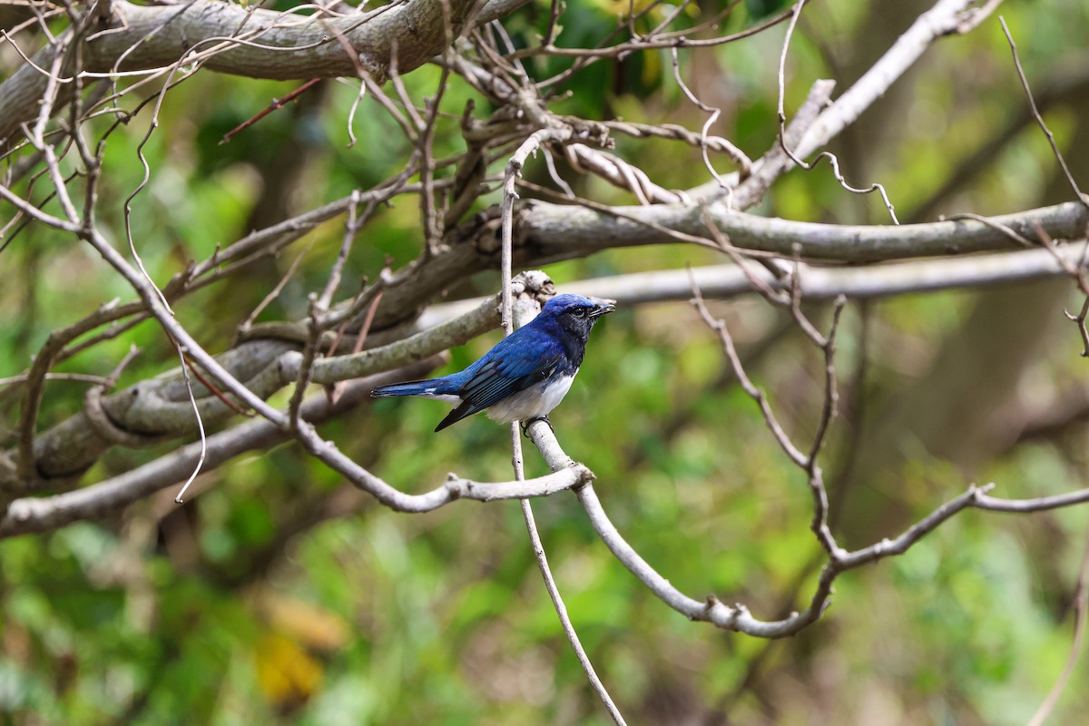 Blue-and-white Flycatcher - ML618142507