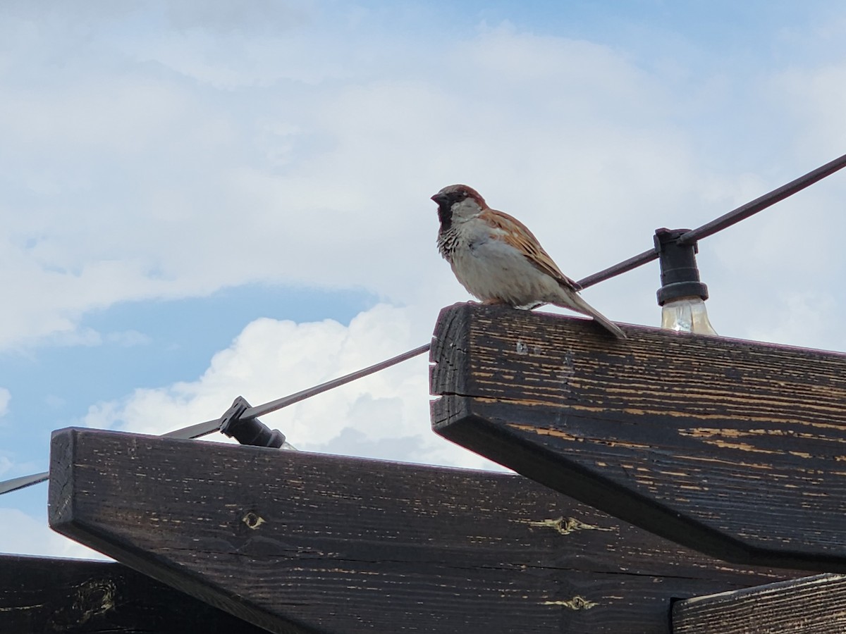 House Sparrow - ML618142508