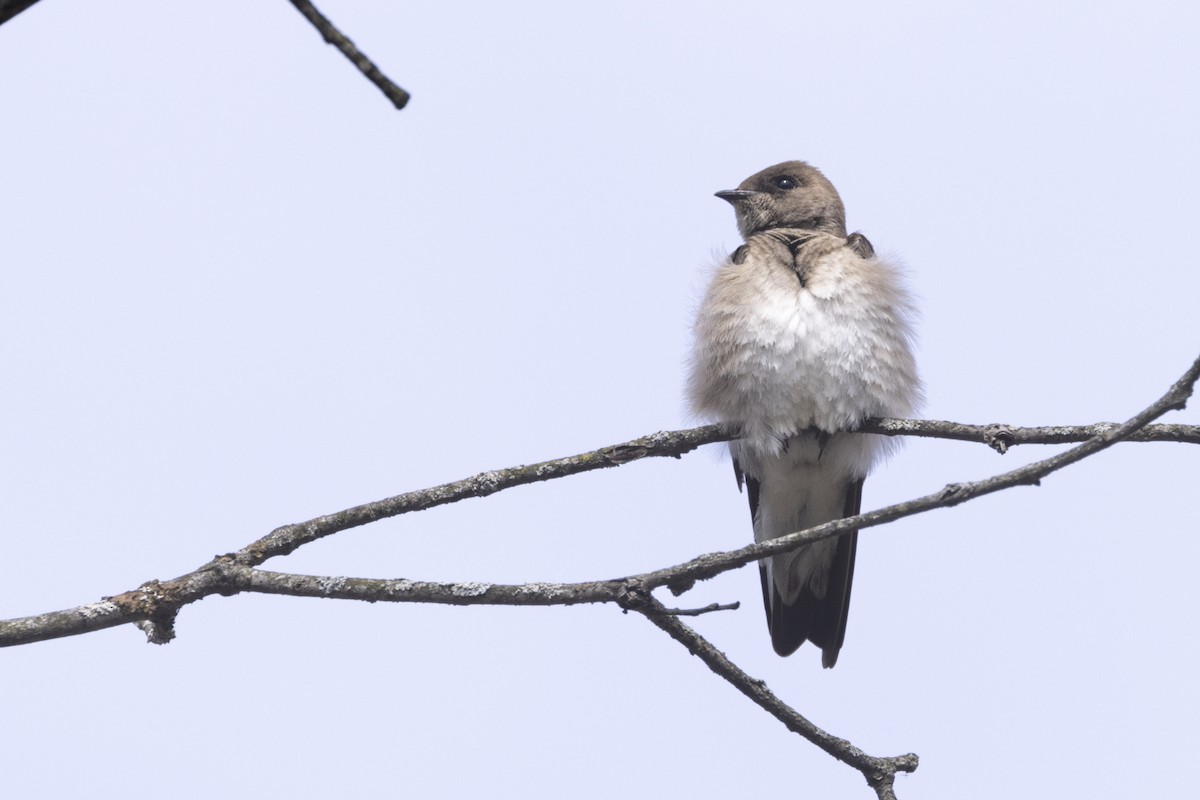 Northern Rough-winged Swallow - ML618142509