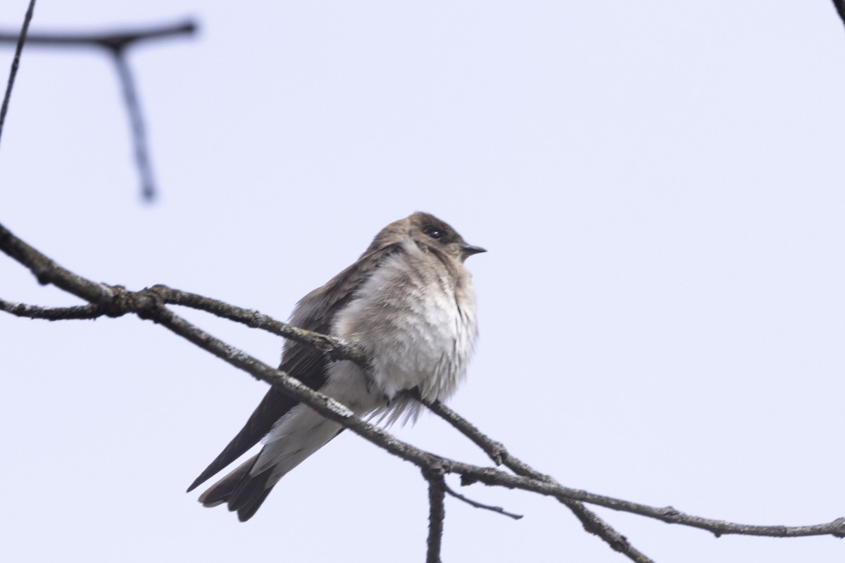 Northern Rough-winged Swallow - ML618142510