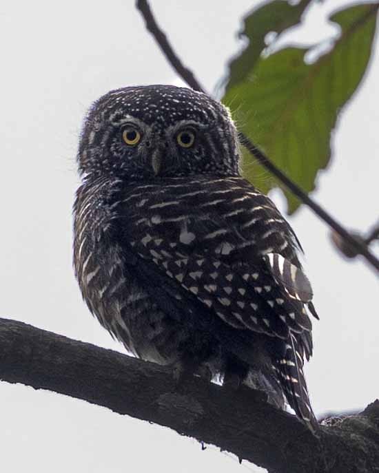 Collared Owlet - ML618142517