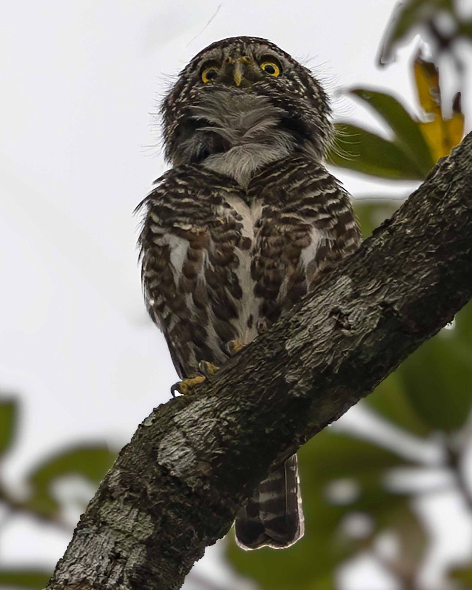 Collared Owlet - ML618142518