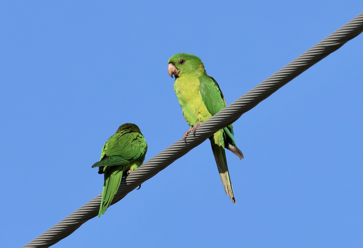 Green Parakeet - ML618142537