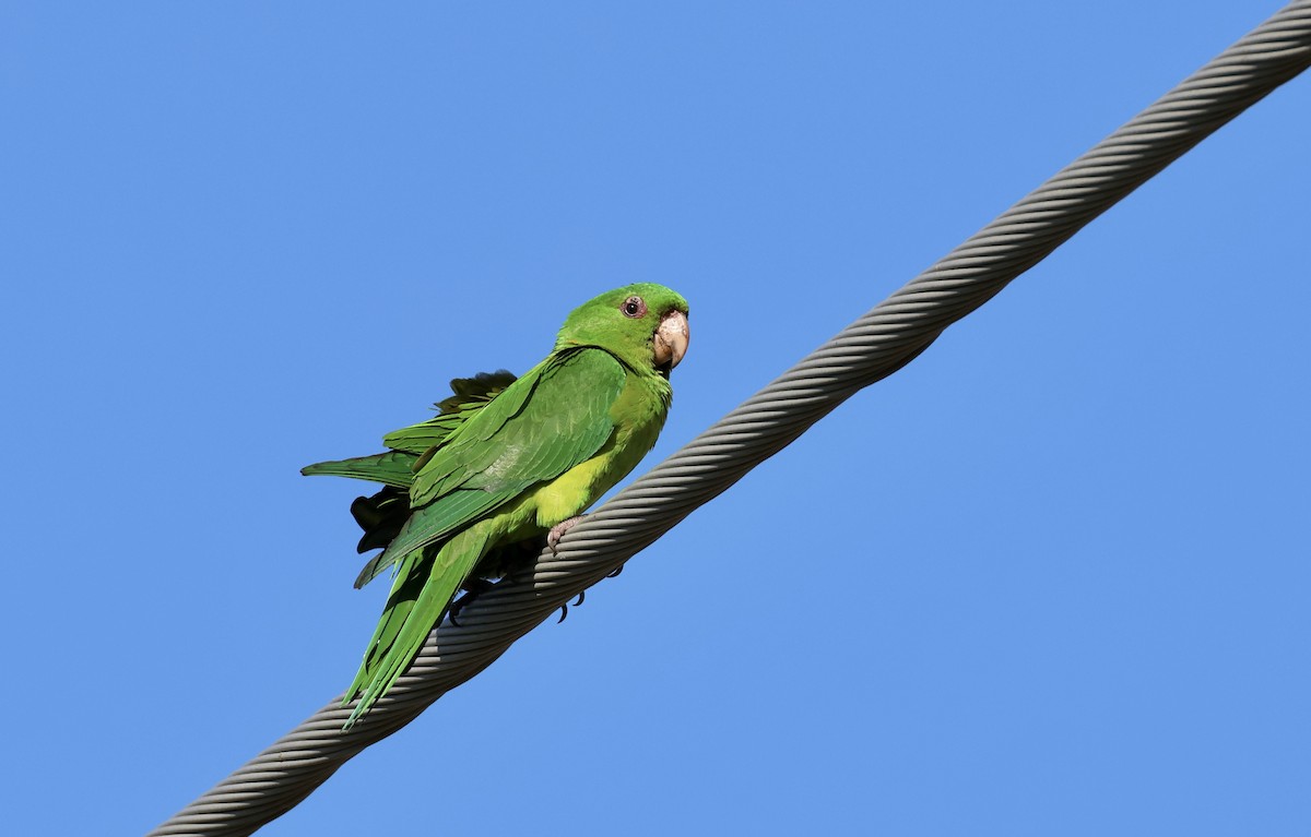 Green Parakeet - Jamie Adams