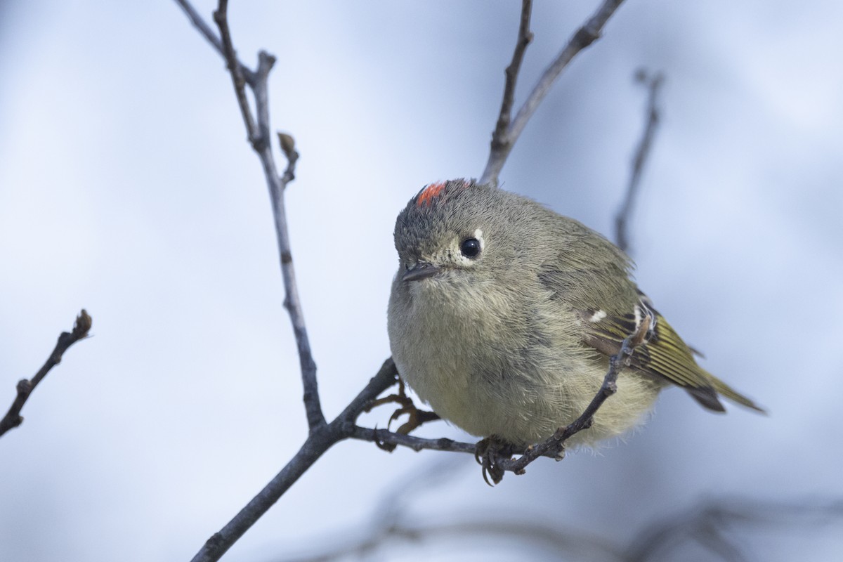 Ruby-crowned Kinglet - Michael Foster
