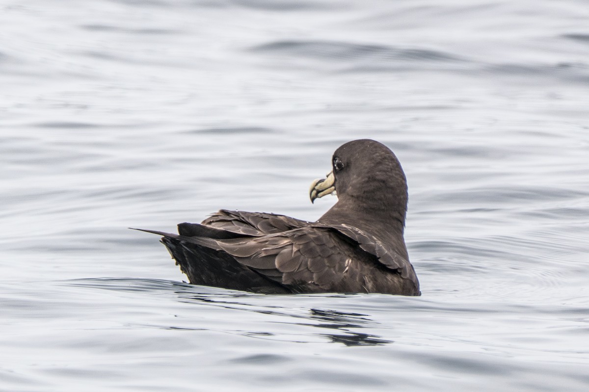 White-chinned Petrel - Andrew Smith