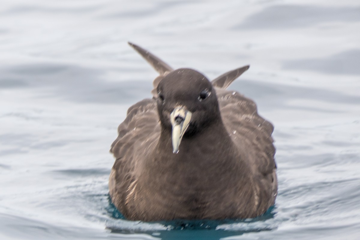 White-chinned Petrel - Andrew Smith