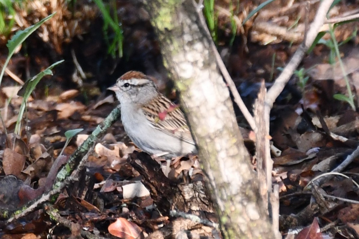 Chipping Sparrow - Carmen Ricer