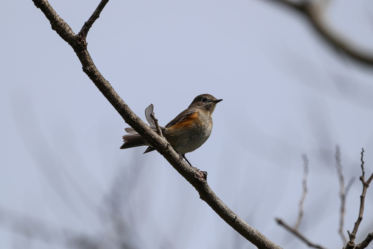 Red-flanked Bluetail - ML618142583