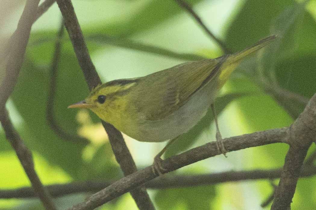 Yellow-vented Warbler - ML618142592