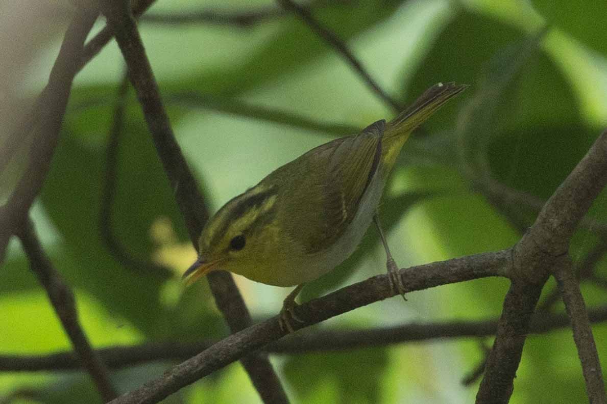 Yellow-vented Warbler - ML618142593