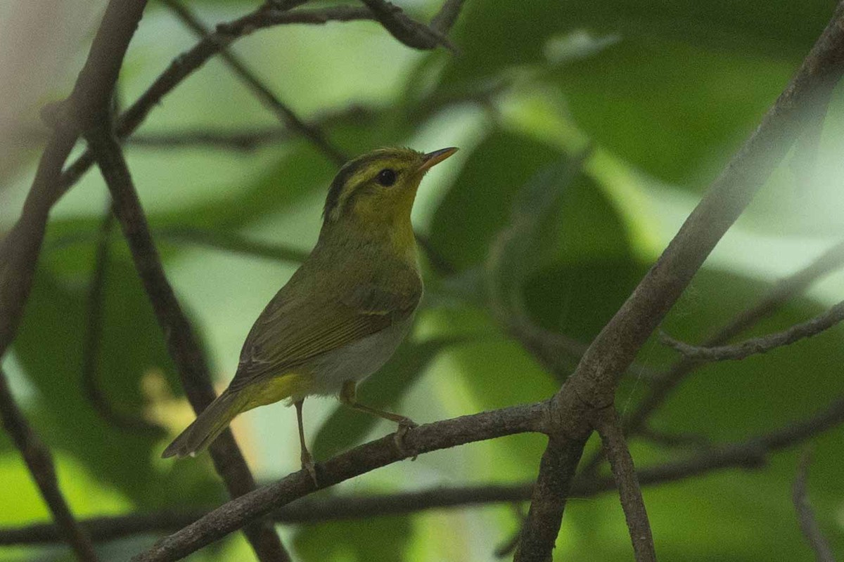 Yellow-vented Warbler - ML618142594