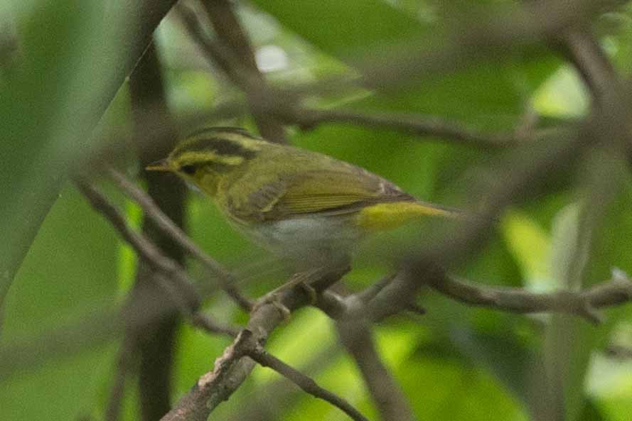 Yellow-vented Warbler - ML618142595