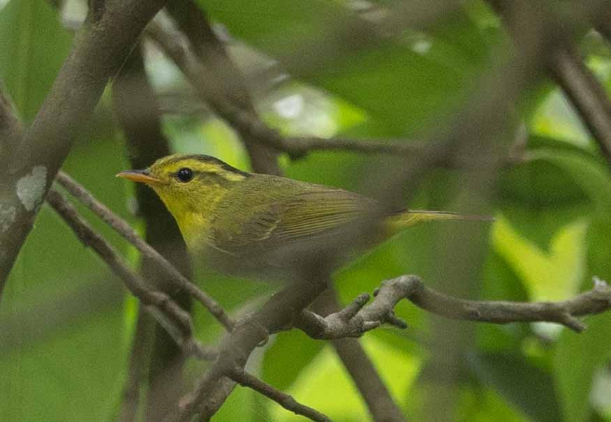 Yellow-vented Warbler - ML618142596