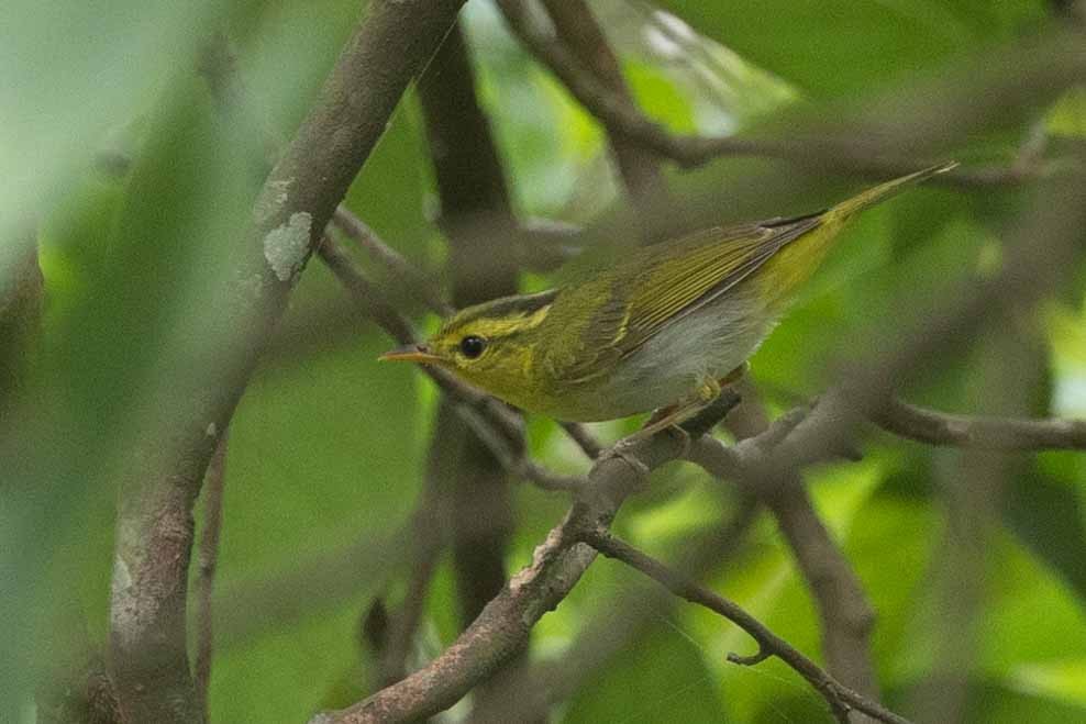 Yellow-vented Warbler - ML618142597