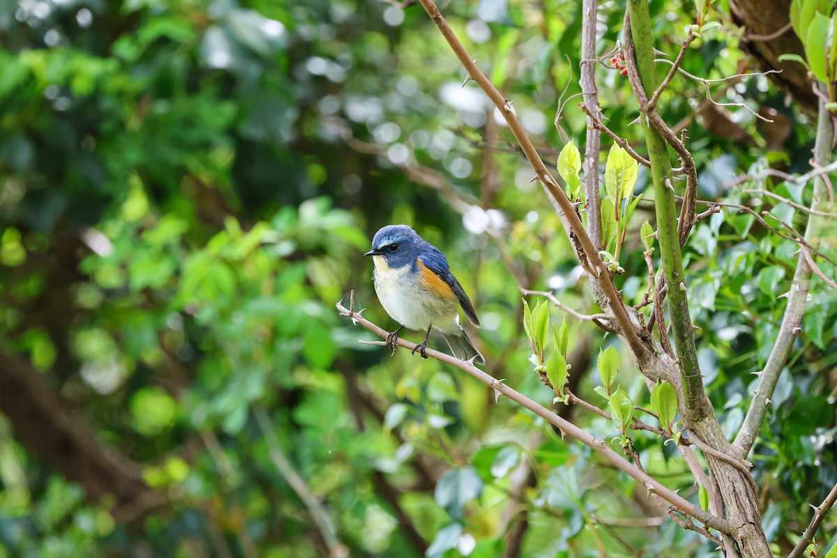 Red-flanked Bluetail - ML618142606