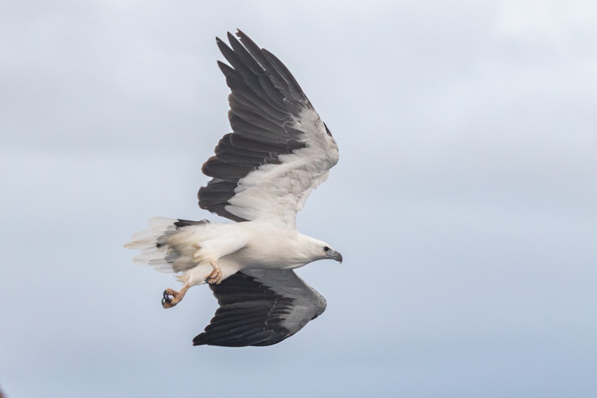 White-bellied Sea-Eagle - Ramit Singal