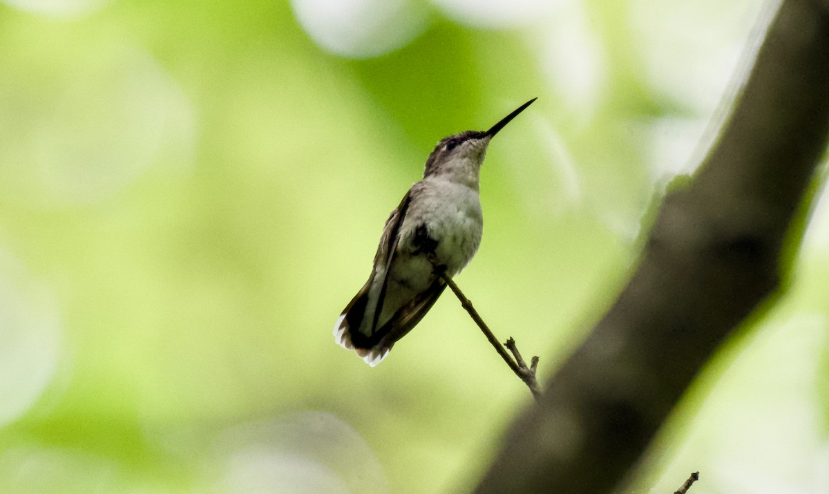 Ruby-throated Hummingbird - Rickey Shive