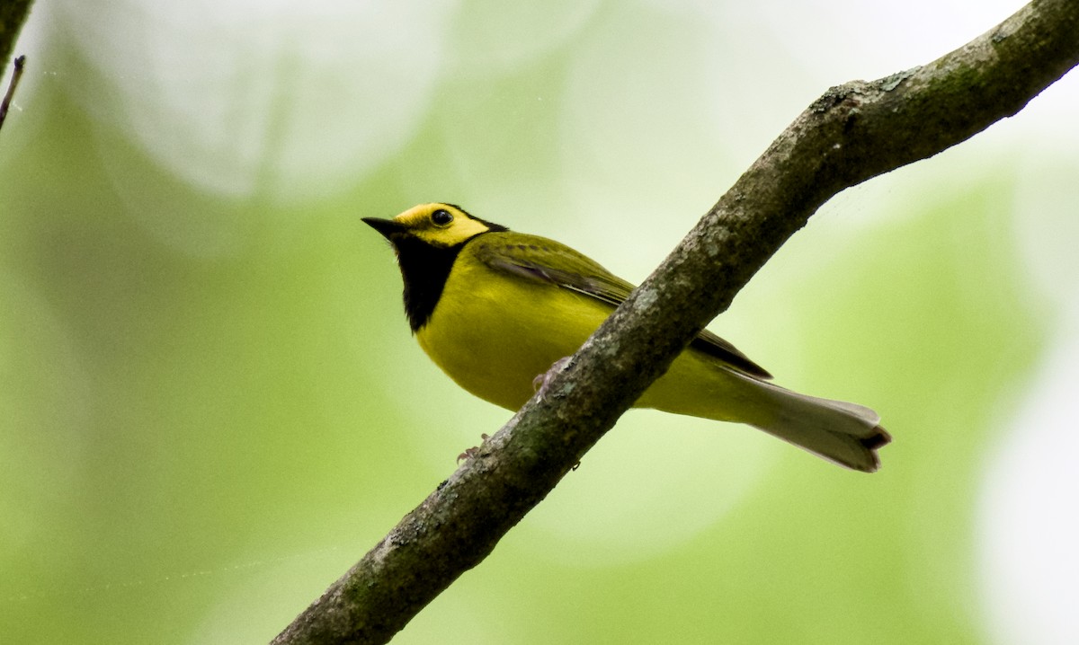 Hooded Warbler - Rickey Shive