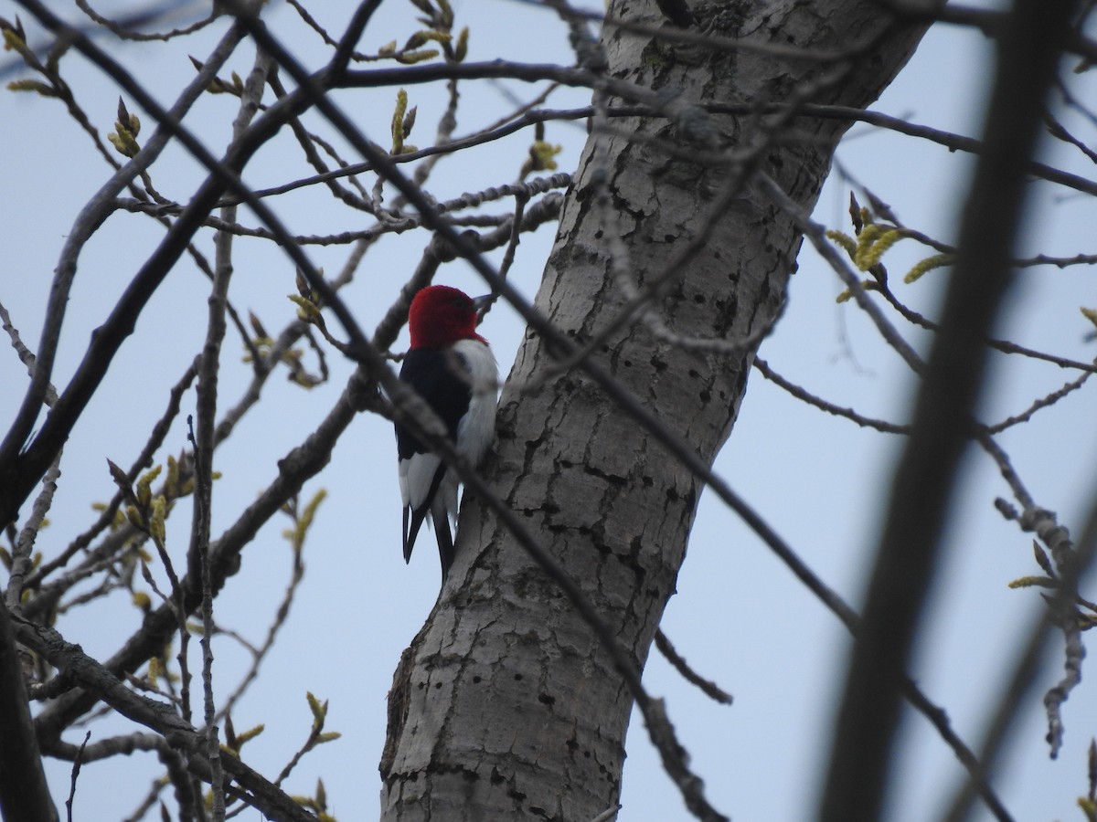 Red-headed Woodpecker - Gavin Platt