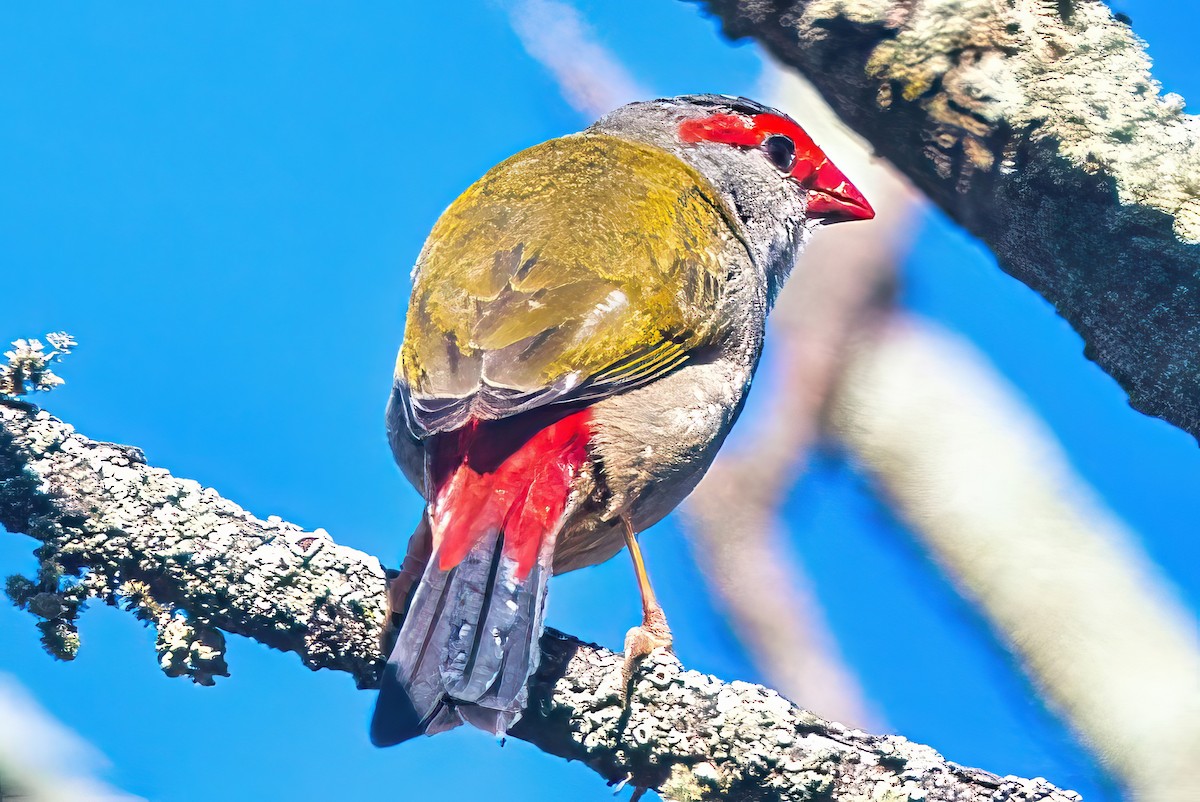 Red-browed Firetail - ML618142650