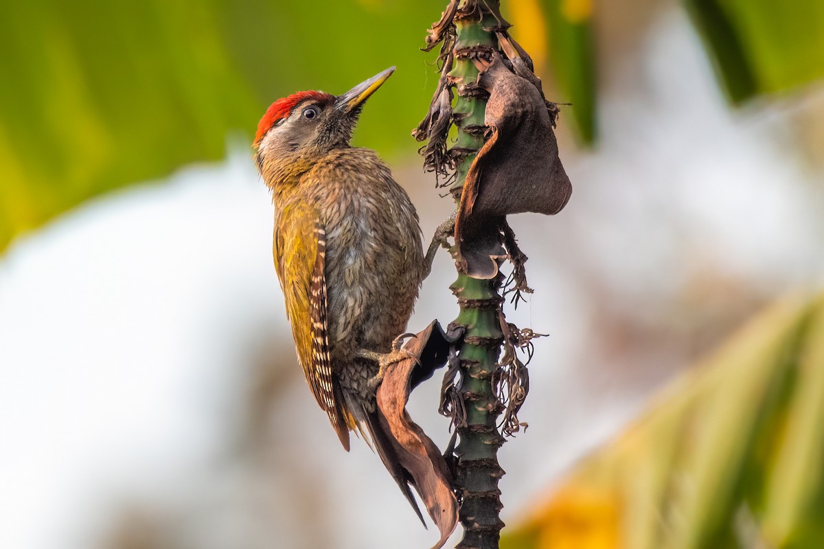 Streak-throated Woodpecker - ML618142651