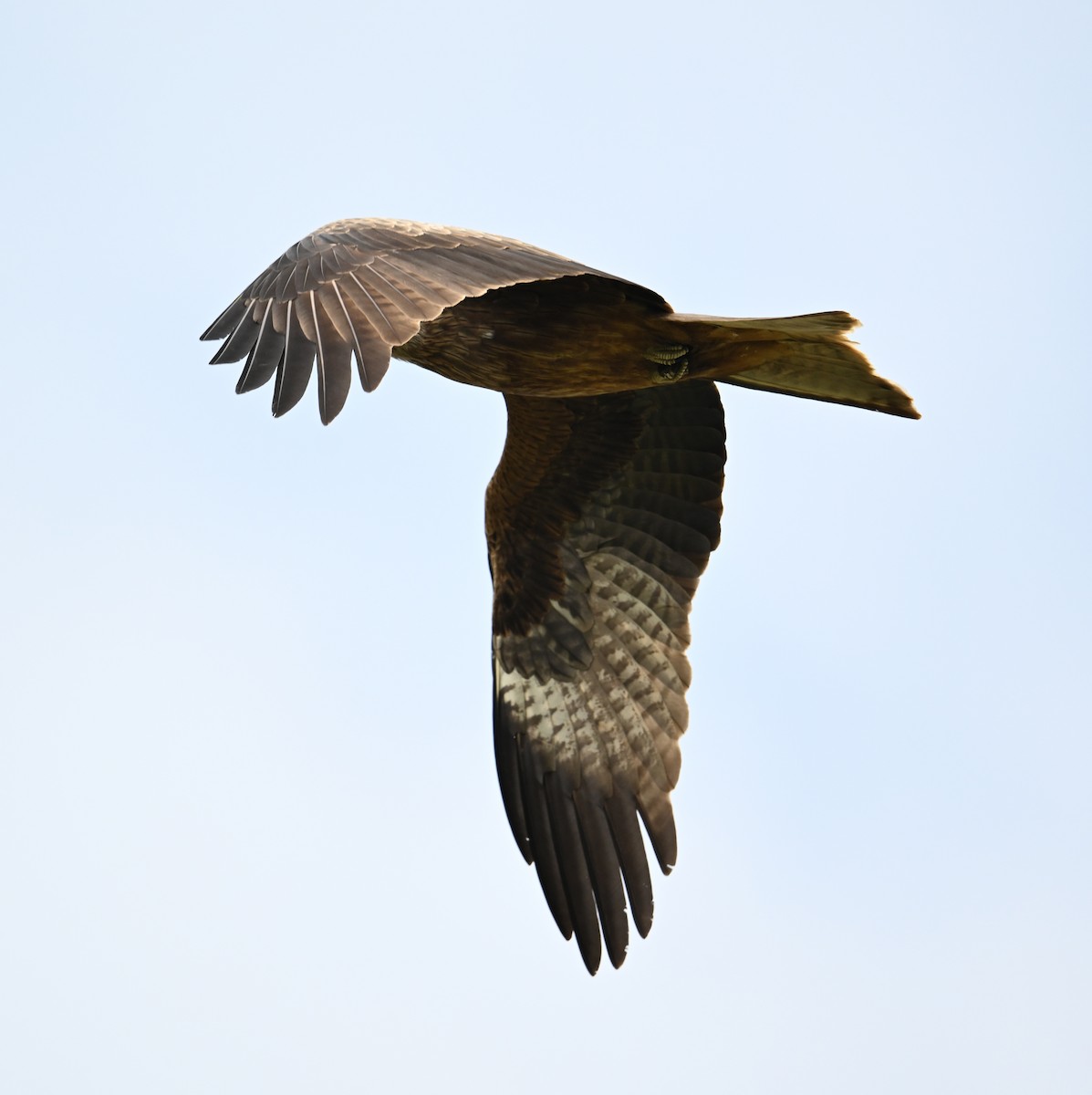 Black Kite (Yellow-billed) - ML618142750