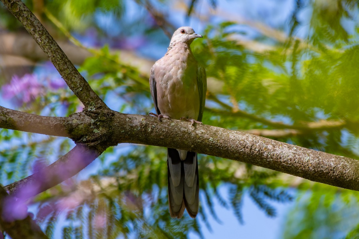 Spotted Dove - ML618142775