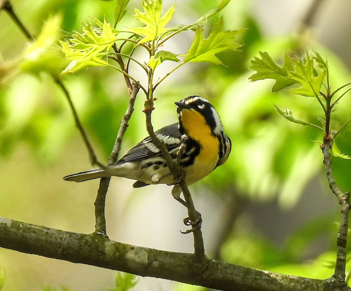Yellow-throated Warbler - Maggie Griffith