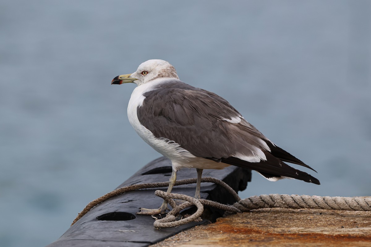 Black-tailed Gull - ML618142888