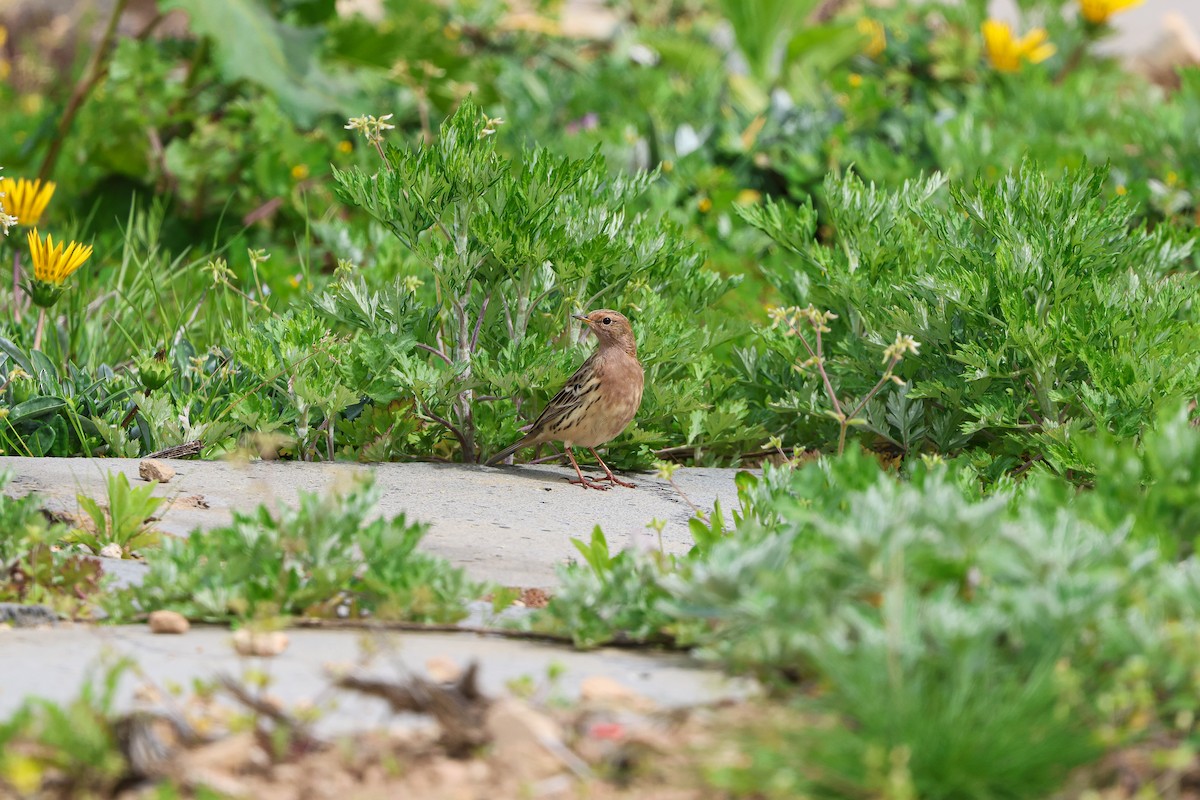 Red-throated Pipit - Shin Mun Cheol