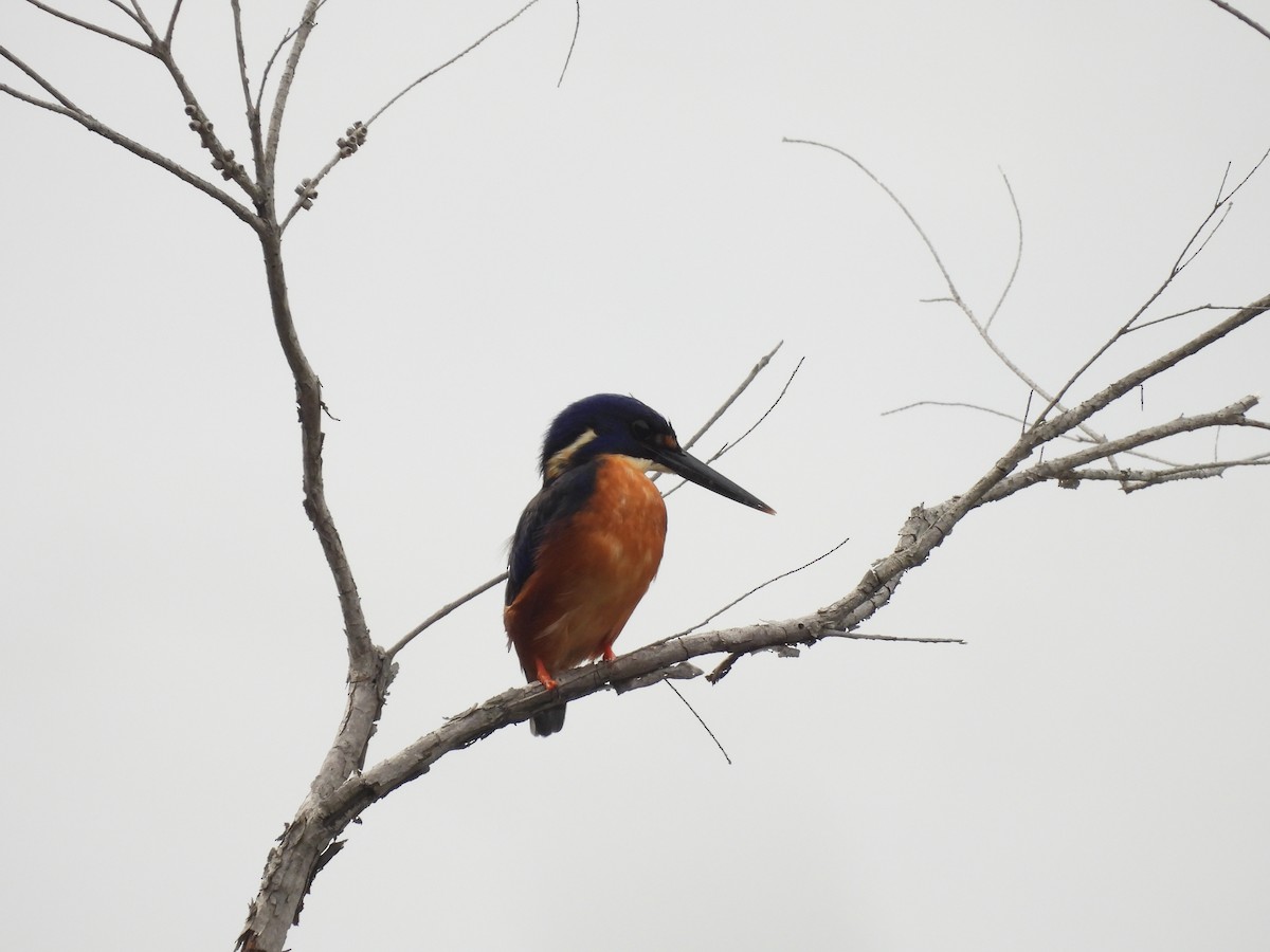 Azure Kingfisher - Chanith Wijeratne