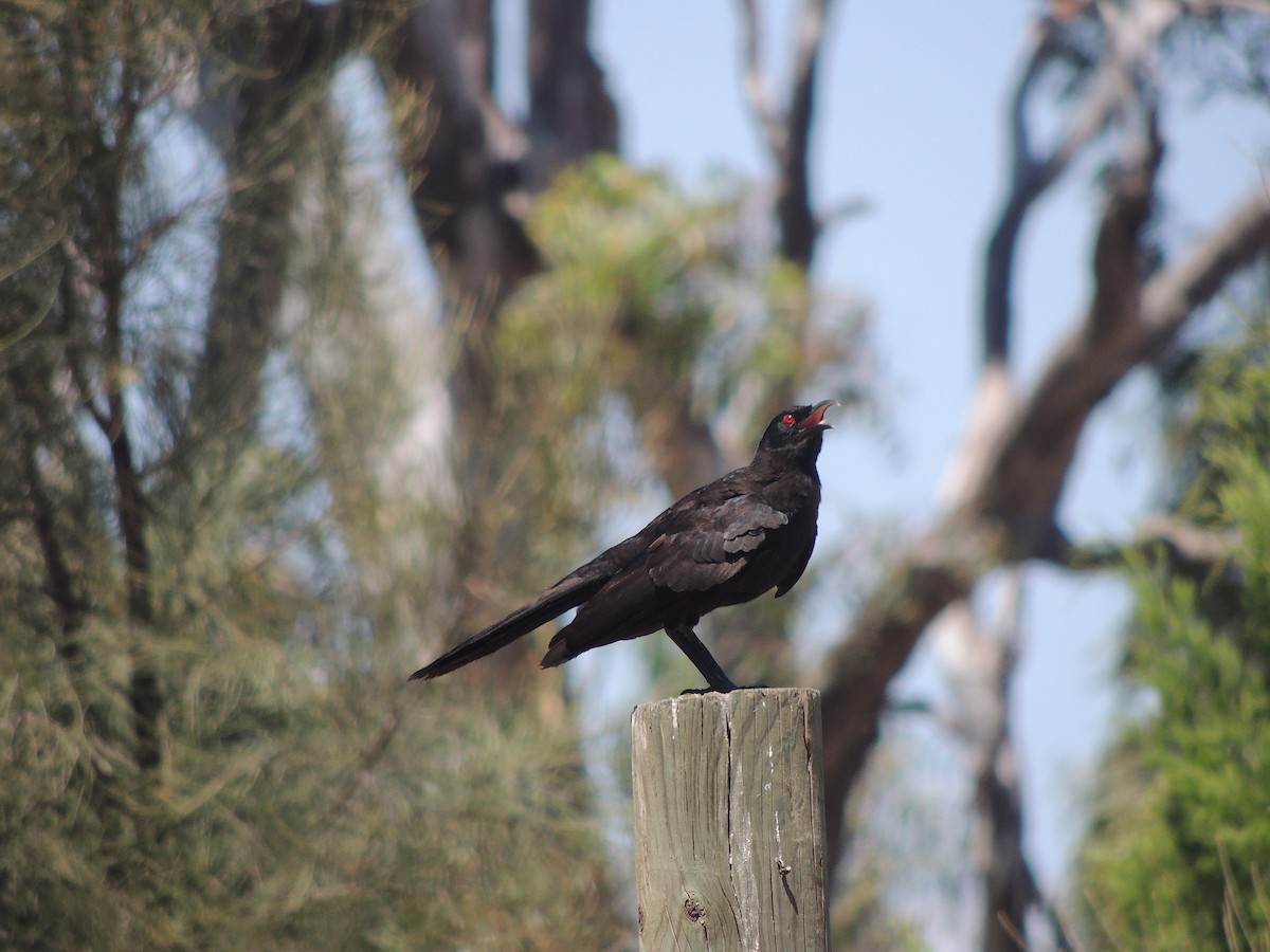 White-winged Chough - George Vaughan
