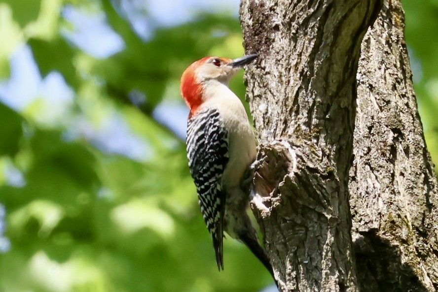 Red-bellied Woodpecker - Sara Whittington