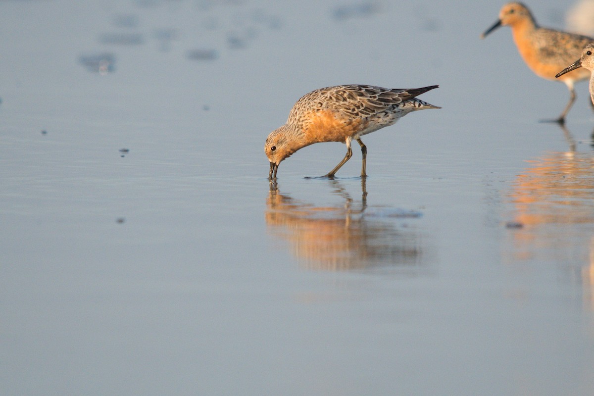 Red Knot - ML618143010