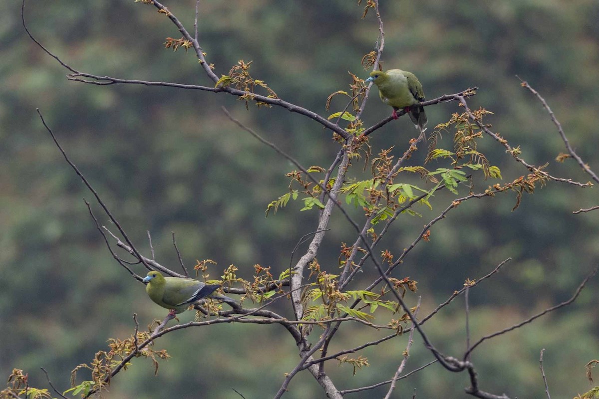 Pin-tailed Green-Pigeon - ML618143031