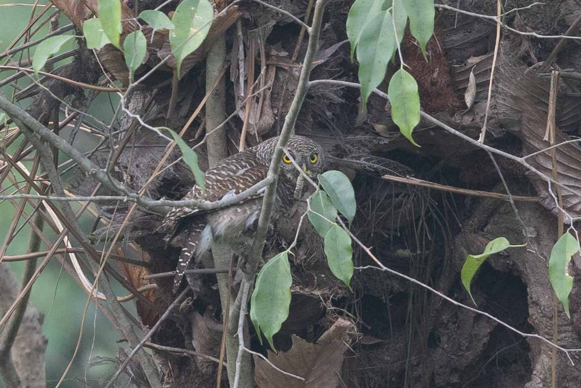 Asian Barred Owlet - ML618143048