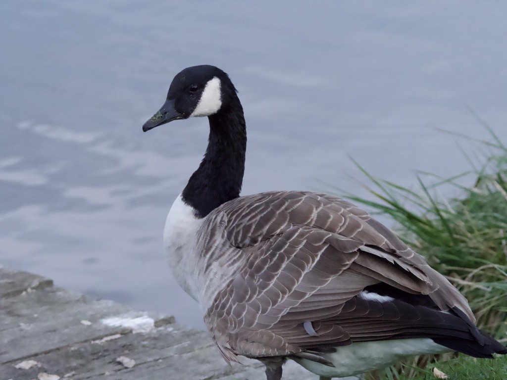 Canada Goose - Yvonne van Netten
