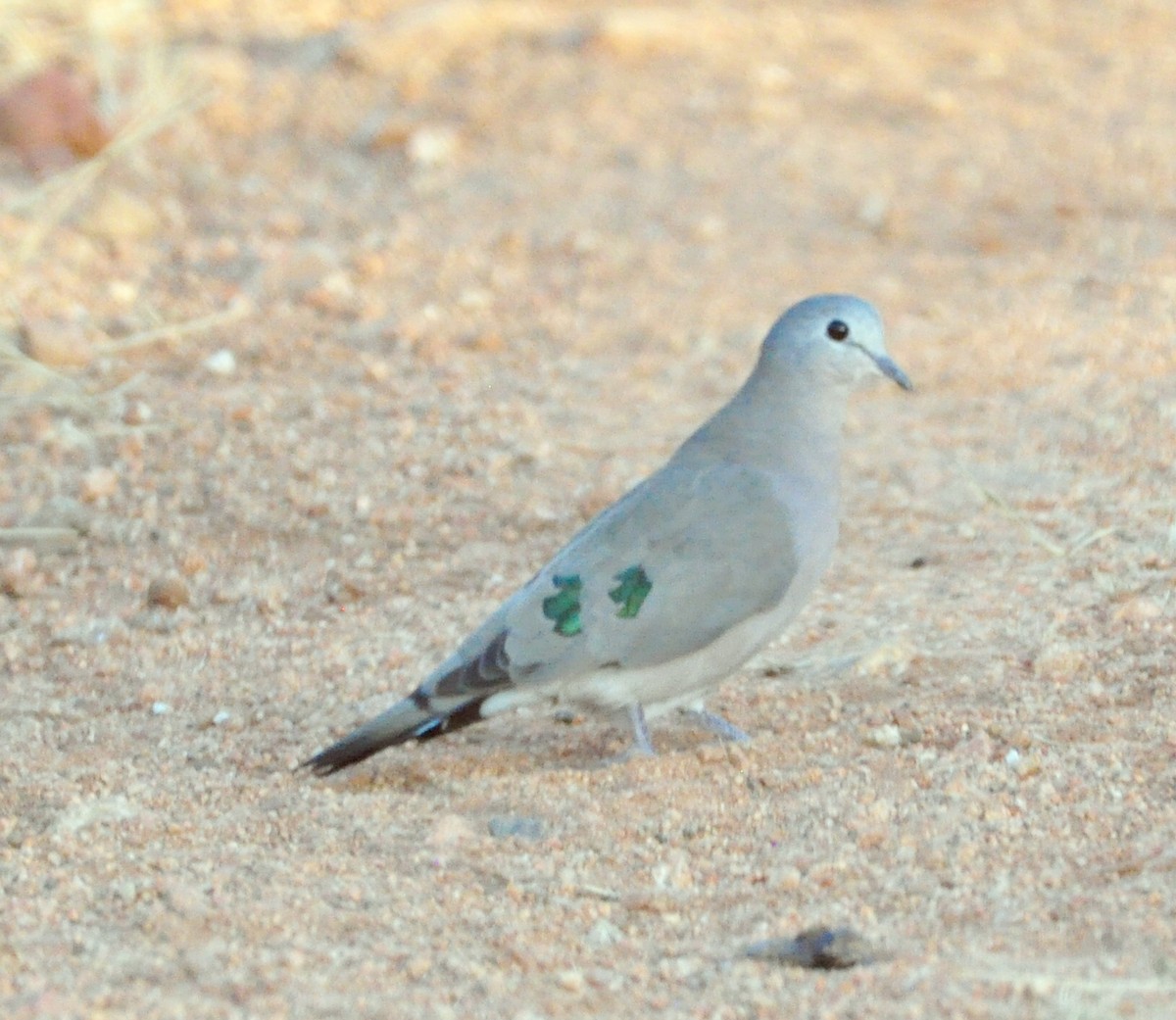 Emerald-spotted Wood-Dove - ML618143088