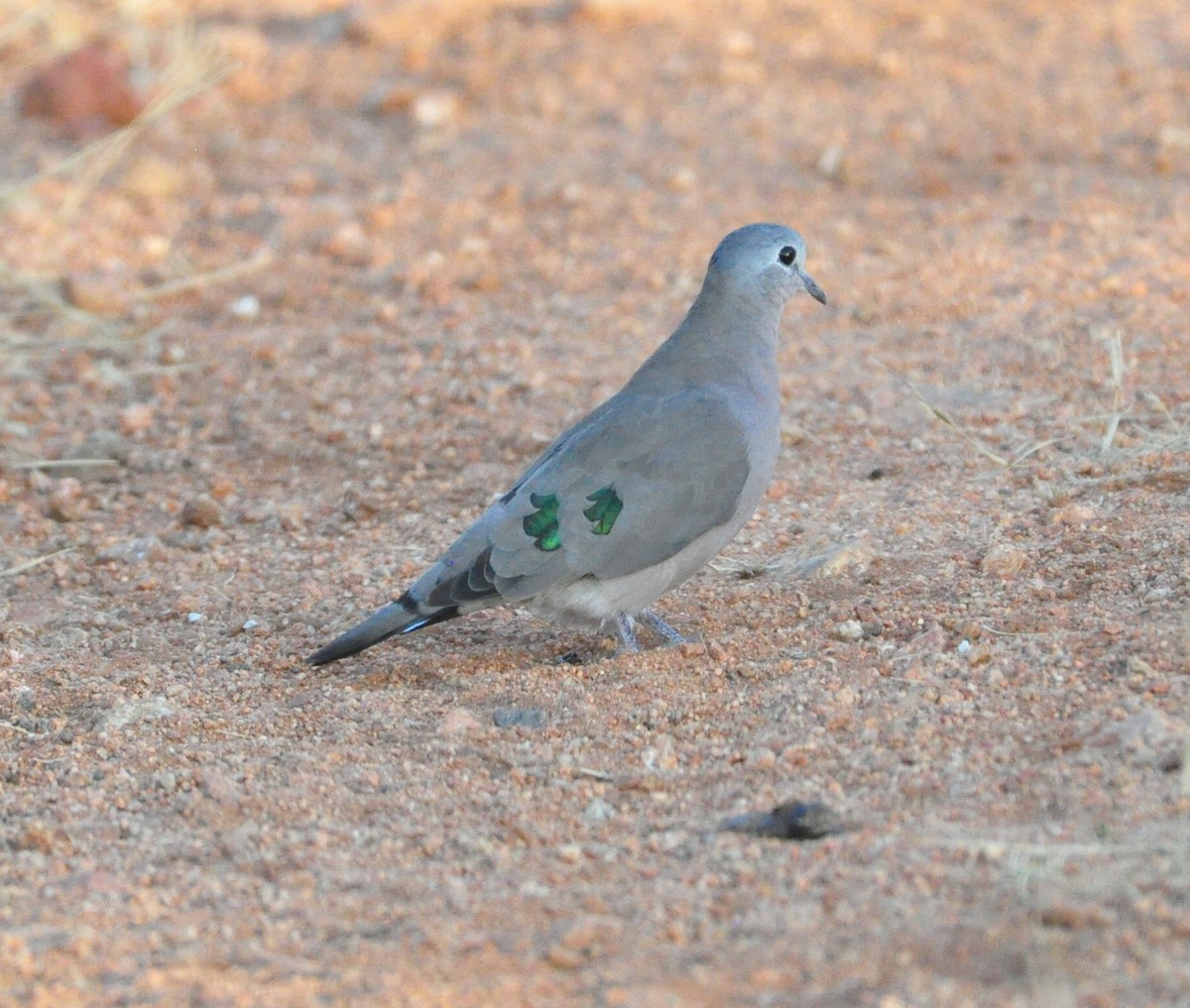 Emerald-spotted Wood-Dove - ML618143089