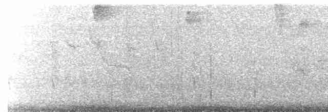 Chocó-Strichelameisenschlüpfer - ML618143098