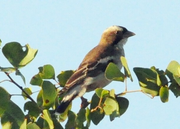 White-browed Sparrow-Weaver (White-breasted) - ML618143108
